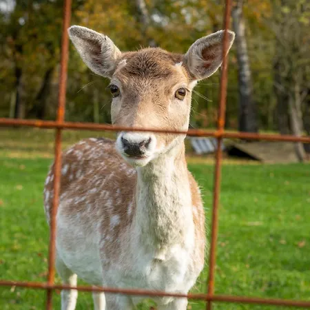 Luxe Vakantiebungalow Casa Cranenweyer