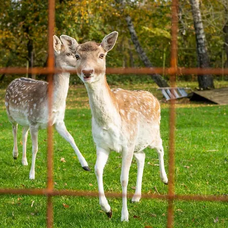 Luxe Vakantiebungalow Casa Cranenweyer *
